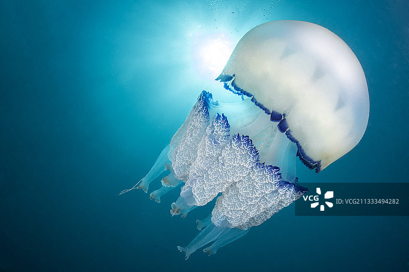 桶水母（Rhizostoma pulmo），阿加特海岸海洋保护区，法国埃罗省，奥克西塔尼图片素材