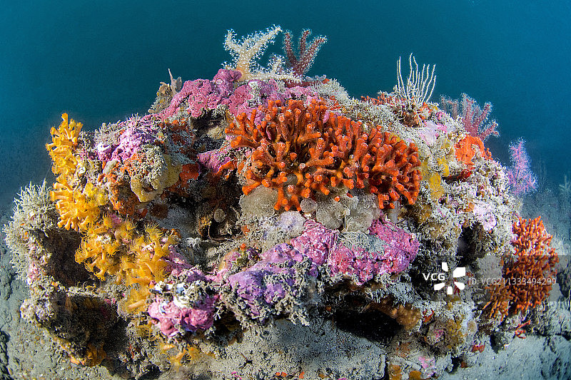 法国埃罗省阿古德海岸海洋保护区珊瑚礁地块上的假珊瑚群落图片素材