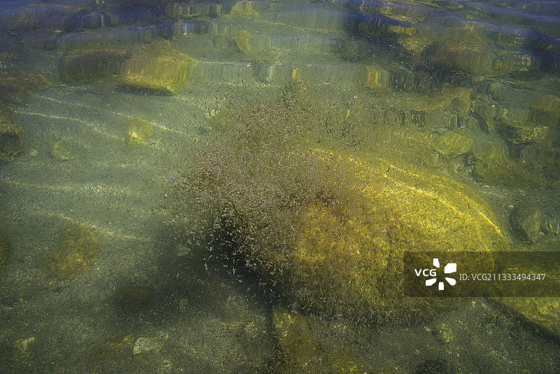 盐水虾（莫氏卤虫），一种仅在加利福尼亚州莫诺湖发现的特有物种，是候鸟年度迁徙途中的主要食物来源图片素材