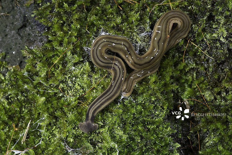 栉蚕（Bipalium kewense），夏威夷图片素材