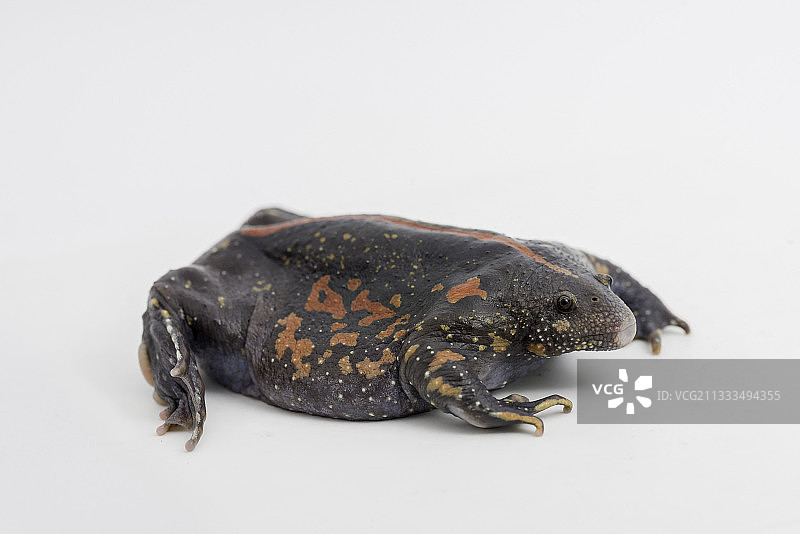 墨西哥雨蛙，伯利兹图片素材