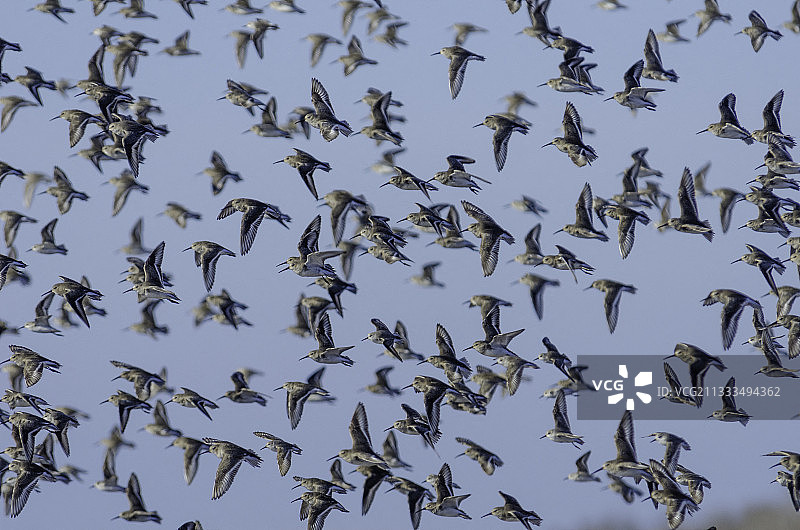 加利福尼亚州莫罗湾的一群三趾滨鹬图片素材