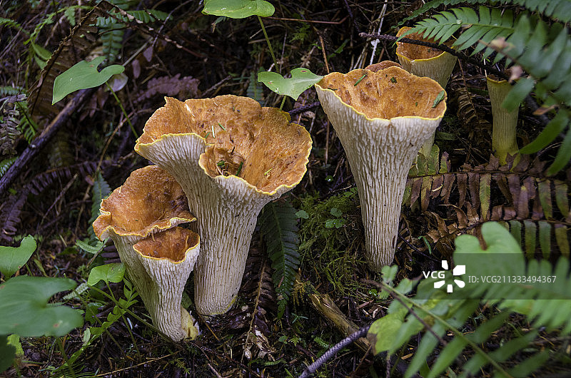 鳞状喇叭菌，加拿大不列颠哥伦比亚省温哥华岛图片素材