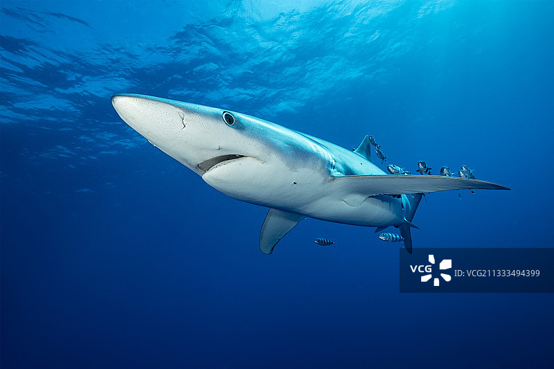 大青鲨和领航鱼，亚速尔群岛，葡萄牙，大西洋图片素材