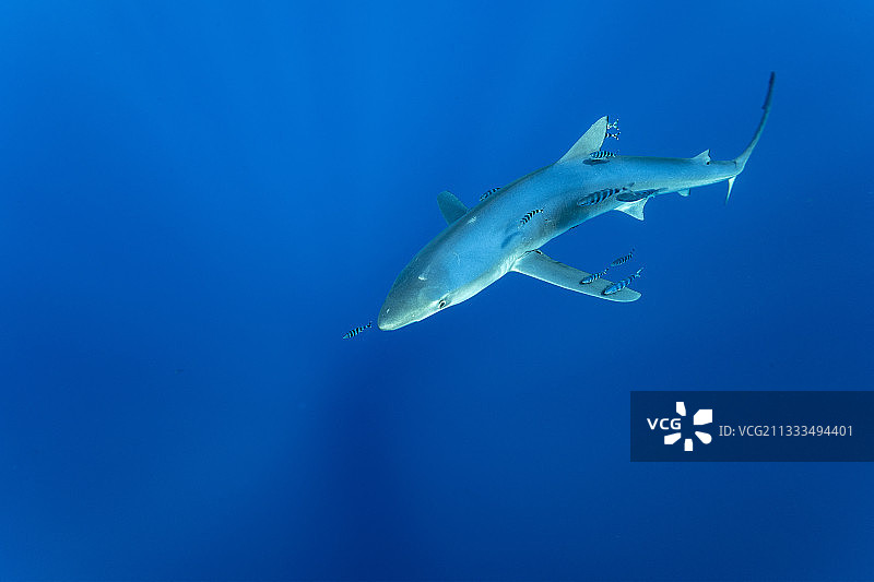大青鲨和领航鱼，亚速尔群岛，葡萄牙，大西洋图片素材
