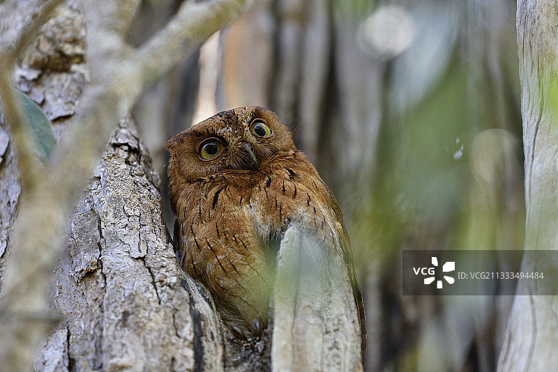 马达加斯加角鸮，拍摄于马达加斯加梅纳贝地区基林迪森林的树上图片素材