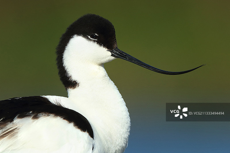 西班牙瓜迪亚纳河反嘴鹬肖像图片素材