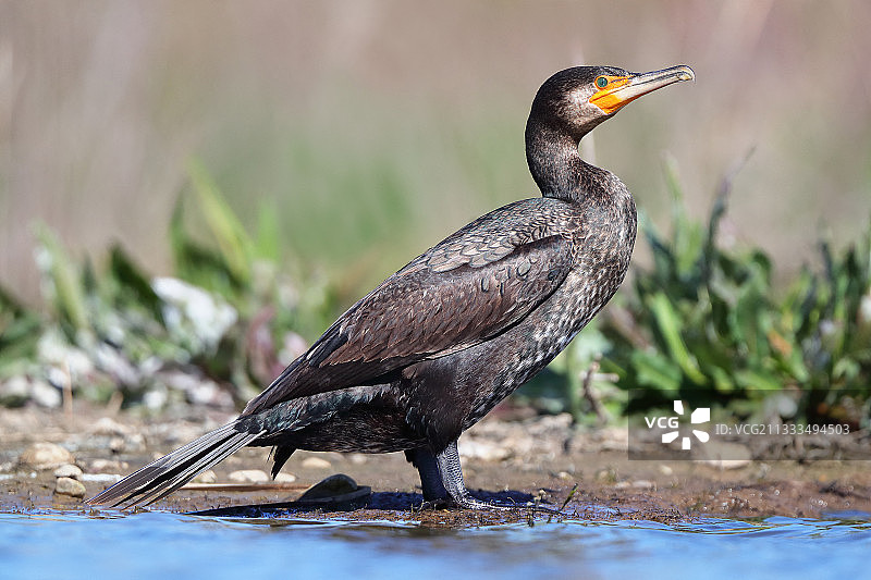 西班牙瓜迪亚纳河上的普通鸬鹚肖像图片素材