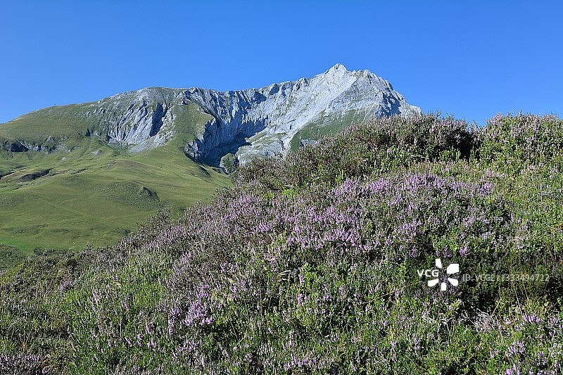 法国比利牛斯山Soulor山口盛开的欧石楠图片素材