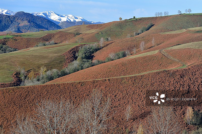 巴雷图斯山谷的羊齿草丛（法国，大西洋比利牛斯山脉）图片素材