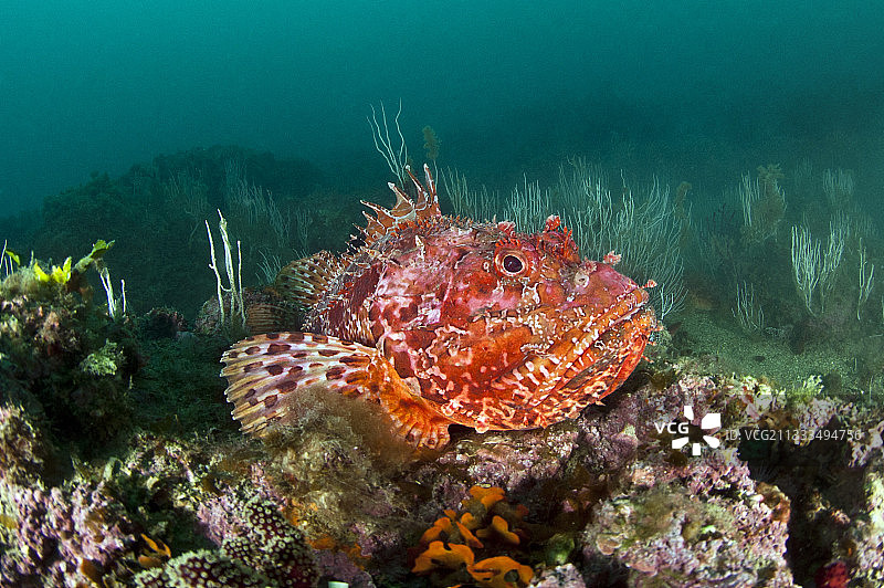 大鳞鲉鱼图片素材