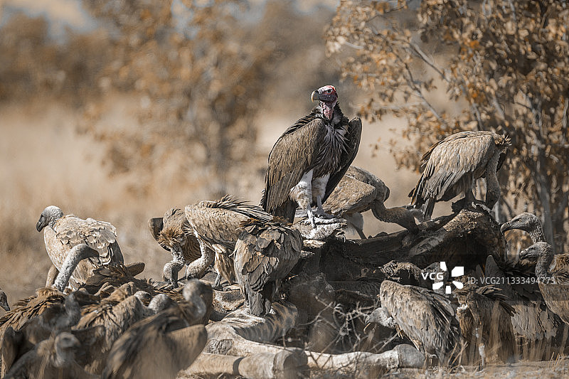 肉垂秃鹫与白背秃鹫在克鲁格公园进食图片素材