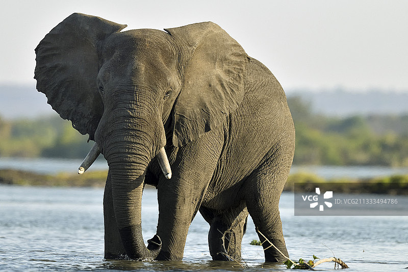 非洲热带草原象（Loxodonta africana africana）在赞比亚赞比西河中沐浴图片素材
