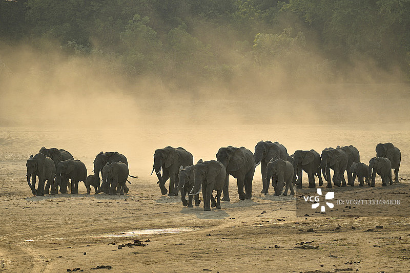 非洲草原象家庭迁徙（赞比亚卢安瓜河）图片素材