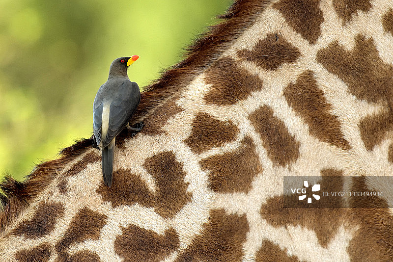 南卢安瓜国家公园长颈鹿上的黄嘴牛椋鸟，赞比亚图片素材