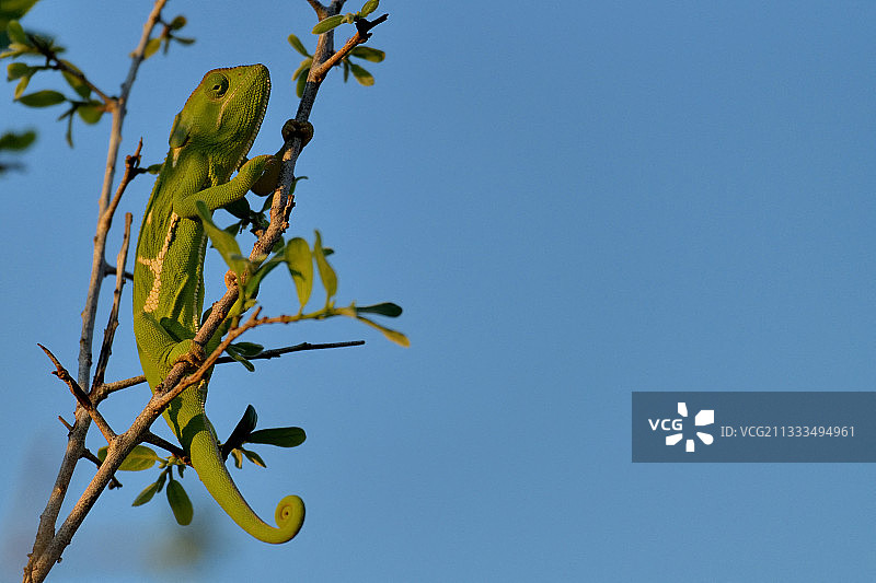 赞比亚南卢安瓜国家公园树枝上的瓣颈变色龙图片素材