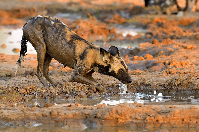 赞比亚南卢安瓜国家公园非洲野犬饮水图片素材