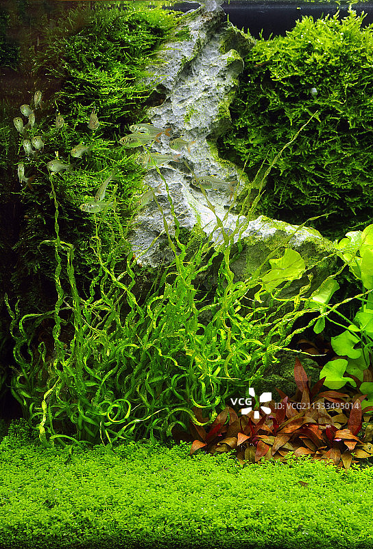 维苏威皇冠草与红肚玻璃拉鱼图片素材