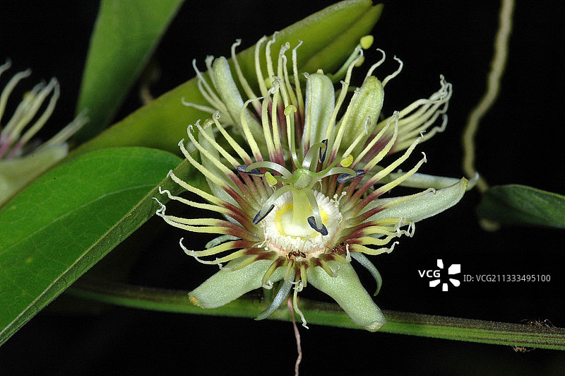 西番莲（耳状西番莲），花，法属圭亚那图片素材
