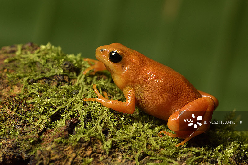 金色曼特拉蛙，来自马达加斯加Andasibe的Mitsinjo协会繁殖中心图片素材