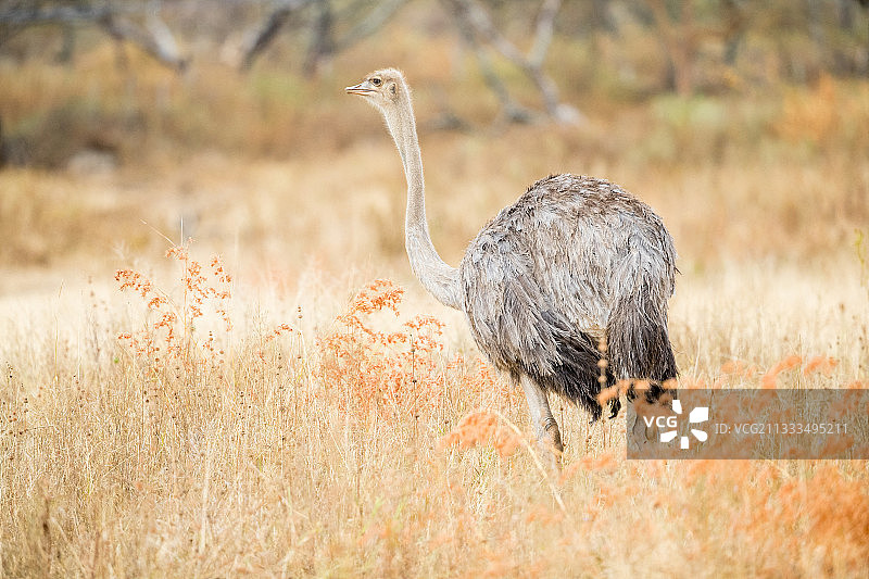 索马里鸵鸟（Struthio molybdophanes），未成熟的雌性，在埃塞俄比亚阿布贾塔草原图片素材