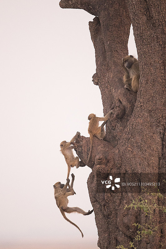 博茨瓦纳树上玩耍的幼年豚尾狒狒图片素材