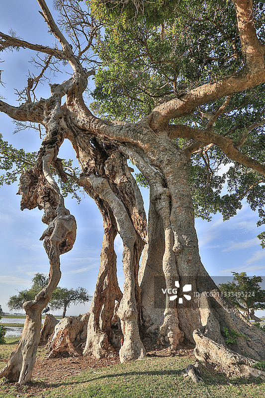 巨型无花果树图片素材