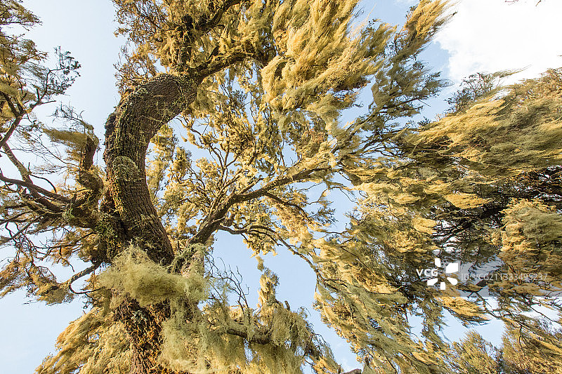埃塞俄比亚塞门山上覆盖着地衣的石楠树图片素材