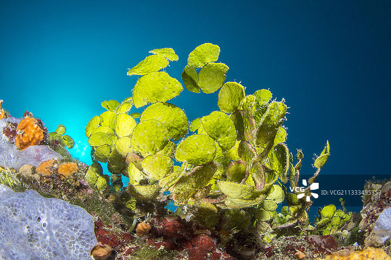 西班牙布拉瓦海岸卡莱拉附近的 Halimeda tuna图片素材