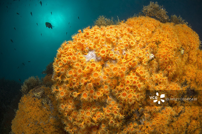 西班牙科斯塔布拉瓦海岸的黄色海葵图片素材