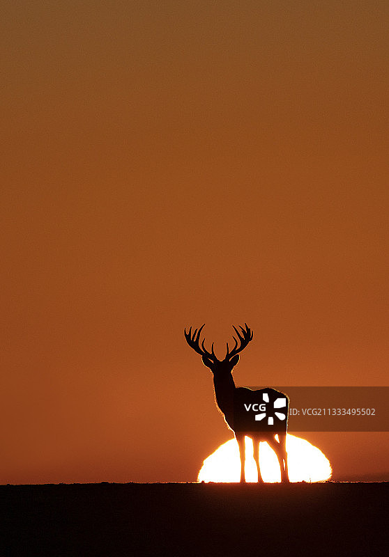 英格兰日落时分的红鹿图片素材