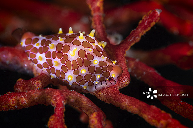 印尼拉贾安帕米苏尔岛海域的玫瑰水母卵图片素材