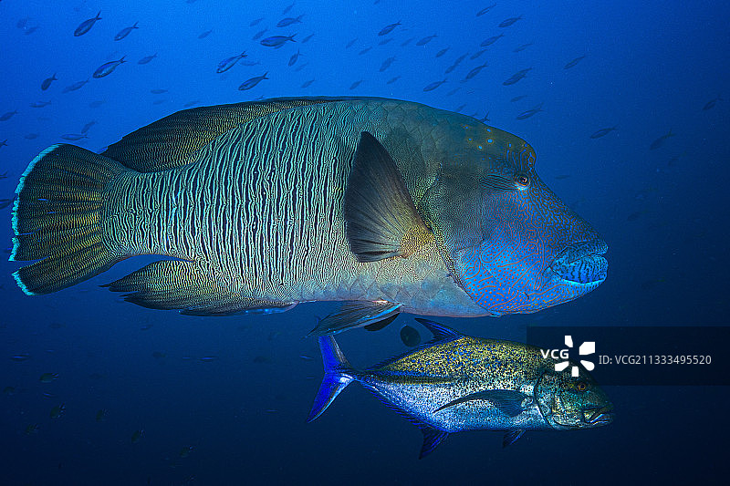 隆头鱼和蓝鳍鲹，印尼拉贾安帕特图片素材