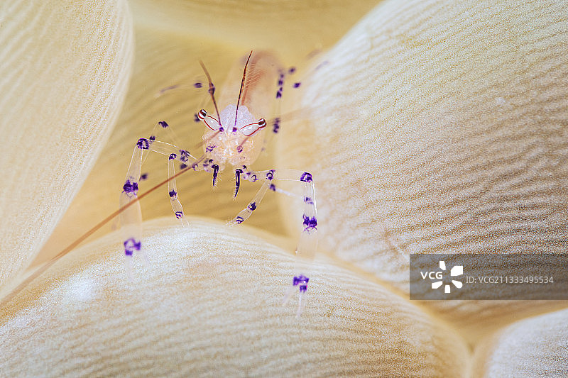 印度尼西亚拉贾安帕的气泡珊瑚虾图片素材