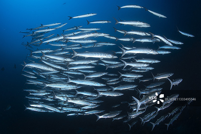 黄口魣鱼群，拉贾安帕，印度尼西亚图片素材