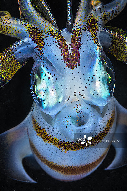 拉贾安帕特群岛的鱿鱼特写，印度尼西亚图片素材