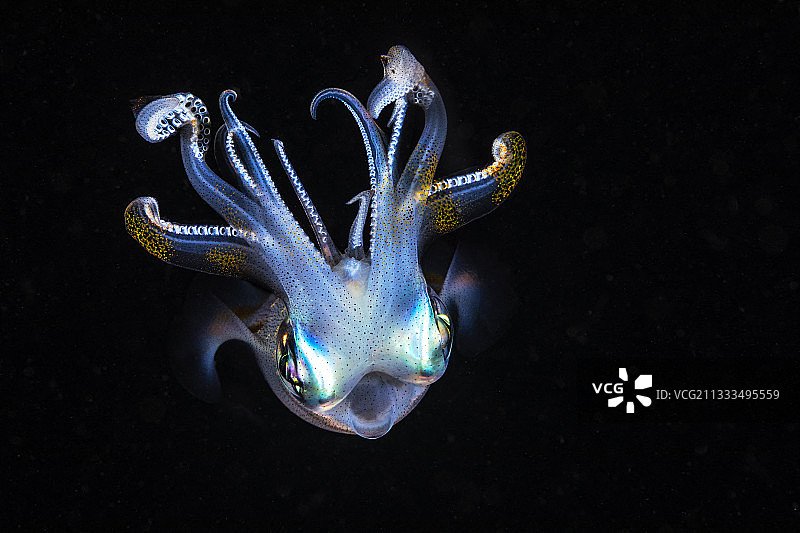 印尼拉贾安帕特群岛的幽灵鱿鱼图片素材