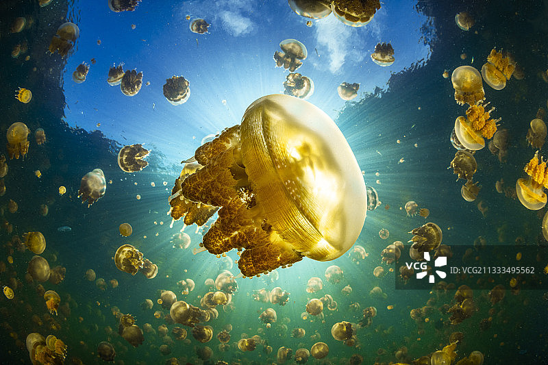 伦马克纳湖的巴布亚水母（Mastigias papua），印度尼西亚拉贾安帕图片素材