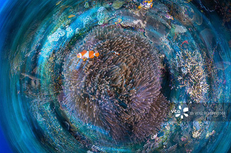 海葵中的眼斑海葵，拉贾安帕，印度尼西亚图片素材