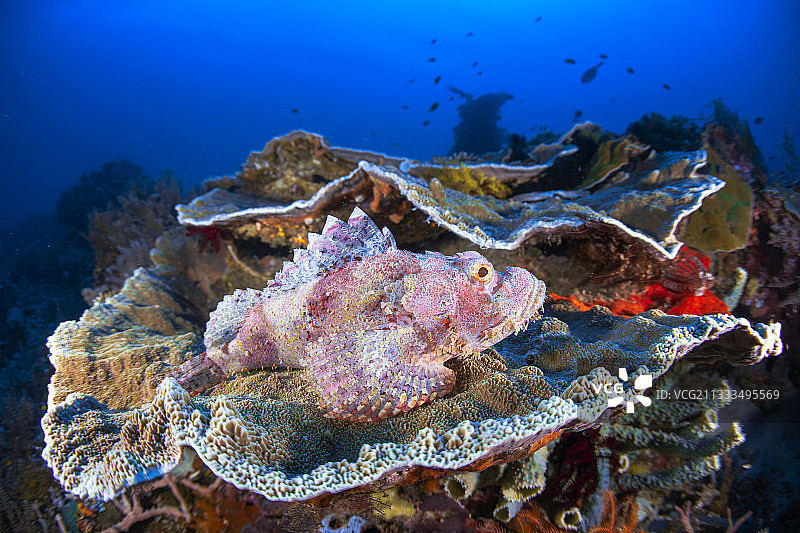 印尼拉贾安帕群岛珊瑚上的流苏蝎子鱼图片素材
