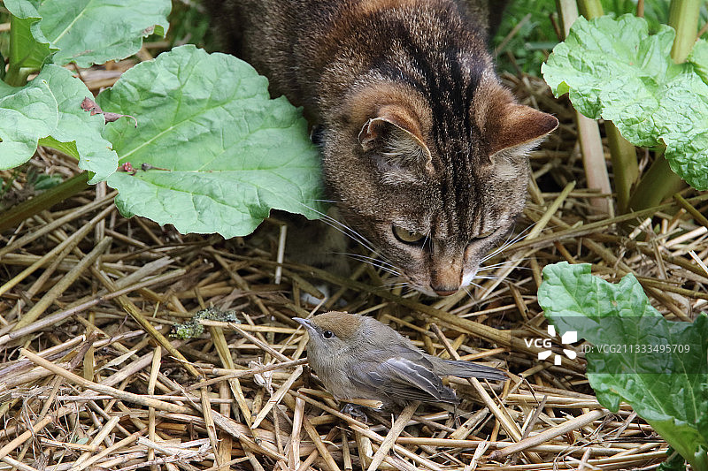猫咪捕食花园里的黑顶莺图片素材