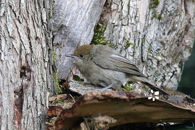 花园中被猫捕食的黑顶莺幼鸟图片素材