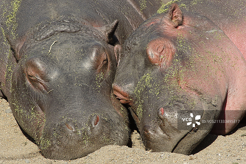 两只小河马在五月最热的时候在河岸上小憩，南非克鲁格图片素材