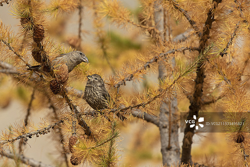 雌红交嘴雀与幼鸟图片素材