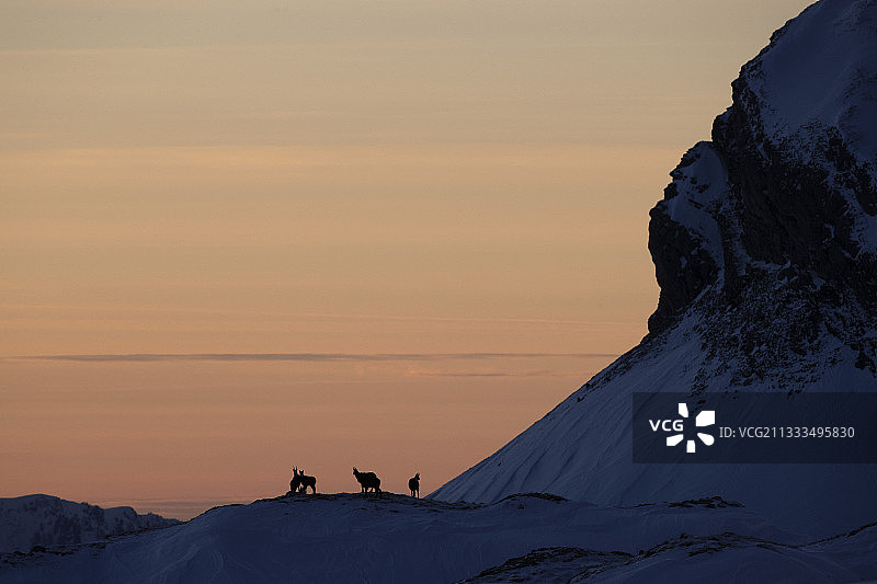 雪地里的北山羊群，沃州阿尔卑斯山，瑞士图片素材