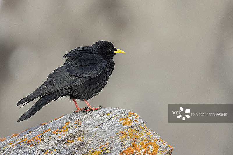 瑞士阿尔卑斯山岩石上的高山红嘴山鸦图片素材