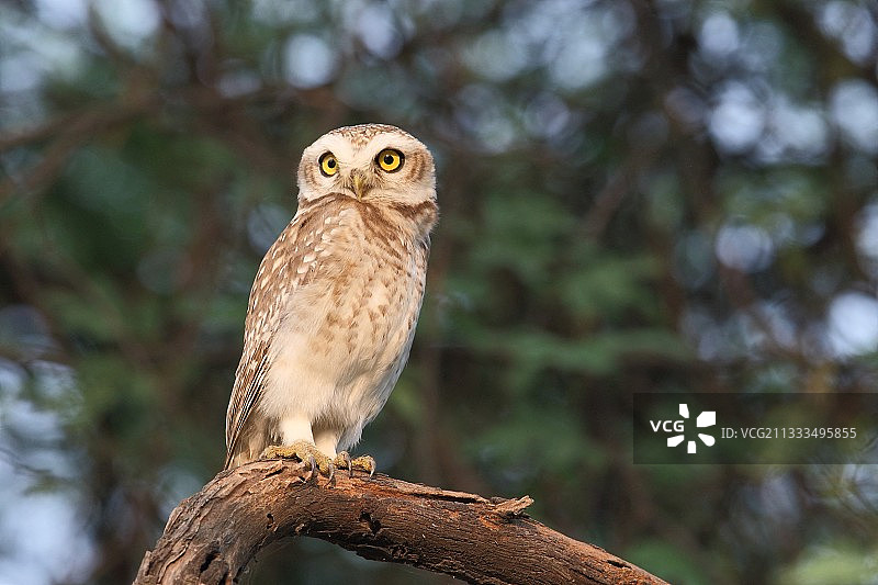 在树枝上监视领地的斑点小猫头鹰（Athene brama），印度西北部图片素材