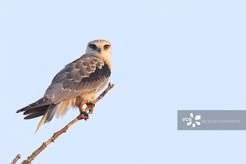 印度西北部，清晨蓝天下树枝上的幼年黑肩鸢图片素材