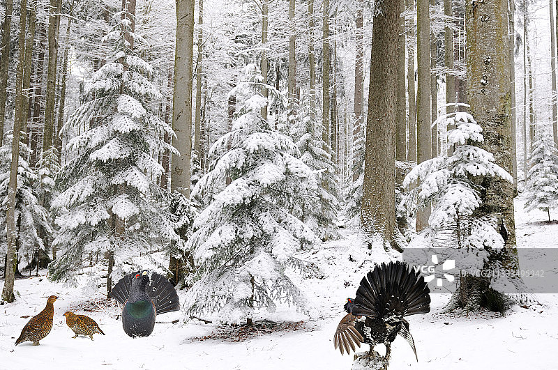 松鸡在拜耳林地求偶（德国）图片素材