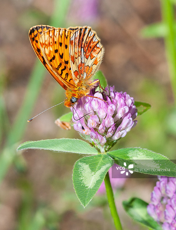 银带蛱蝶在法国普罗旺斯文图山的三叶草花上图片素材